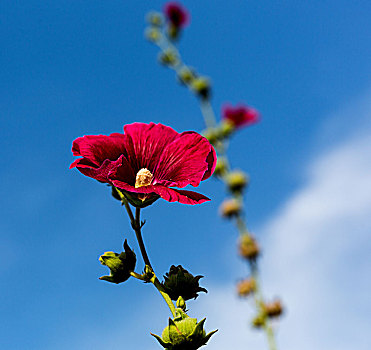 蜀葵开花,锦葵