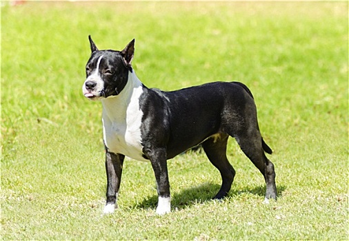 美洲,斯坦福德郡,梗犬