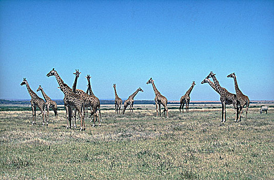 马赛长颈鹿,群,马赛马拉,公园,肯尼亚