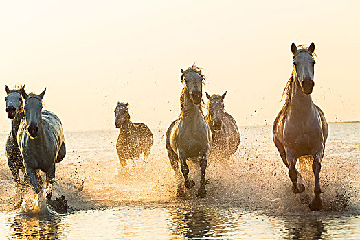 群,白色,马,跑,海洋