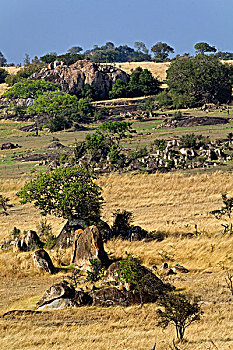 石头,北方,塞伦盖蒂,塞伦盖蒂国家公园,坦桑尼亚