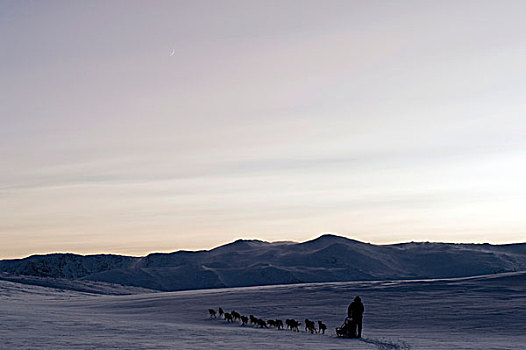 雪橇狗,团队,正面,山峦,拉普兰,挪威,欧洲