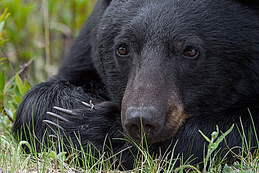 黑熊,美洲黑熊,艾伯塔省,加拿大