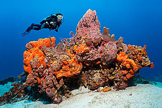 水中呼吸器,潜水,看,大,礁石,排列,多样,彩色,海绵,珊瑚,沙,仰视,小,多巴哥岛,斯佩塞德,特立尼达和多巴哥,小安的列斯群岛,加勒比海