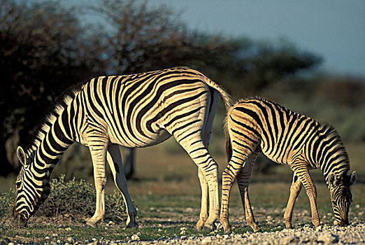 纳米比亚,埃托沙国家公园,平原斑马,牧群,斑马,日落