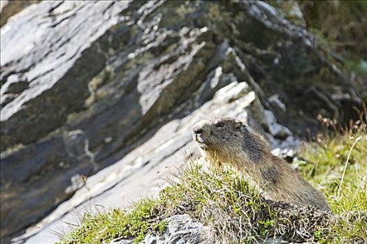 阿尔卑斯山土拨鼠,旱獭,上陶恩山国家公园,奥地利,欧洲