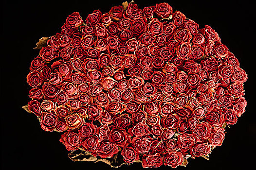 小,红玫瑰,花,深色背景
