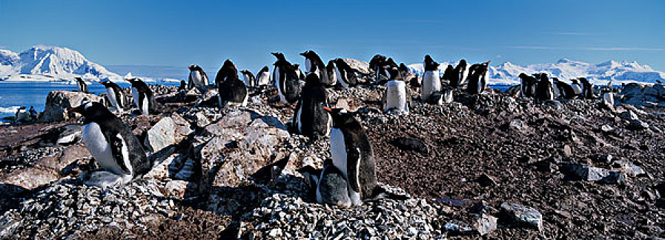 南极,巴布亚企鹅,栖息地,岛屿,南极半岛