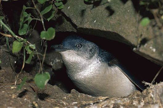 小蓝企鹅,鸟窝,洞穴,奥塔哥,南岛,新西兰