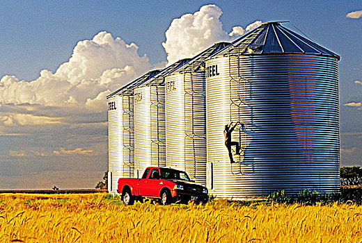 农民,检查,谷物,存储,正面,成熟,作物,冬天,小麦,靠近,曼尼托巴,加拿大