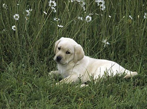 拉布拉多犬,小狗