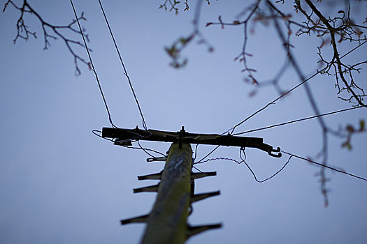 电线杆,蓝天,树枝