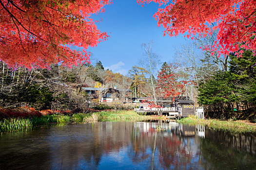 秋色,水塘,轻井泽,长野,日本
