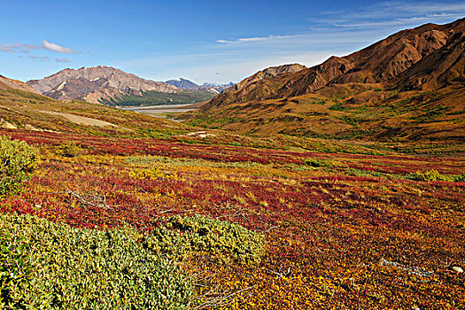 秋天,风景,彩色,苔原,德纳里峰国家公园,阿拉斯加,美国