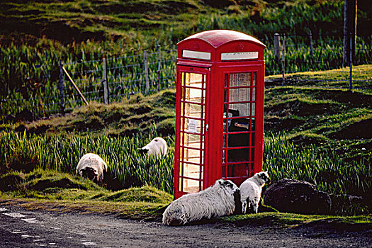 家羊,绵羊,电话亭,苏格兰