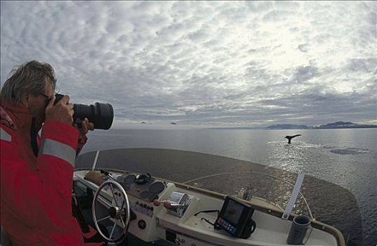 摄影,驼背鲸,大翅鲸属,鲸鱼,尾部,识别,东南部,阿拉斯加
