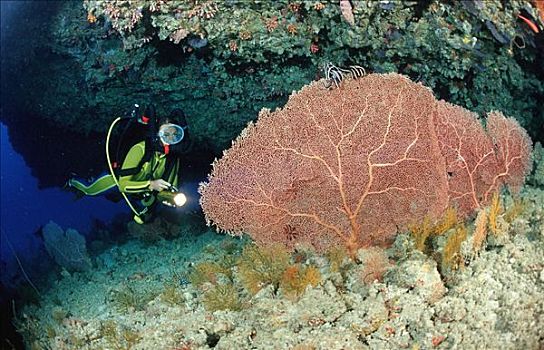 珊瑚鱼,潜水者