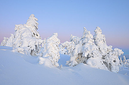 雪,遮盖,松树,晚间,亮光,布罗肯,山,哈尔茨山,萨克森安哈尔特,德国,欧洲