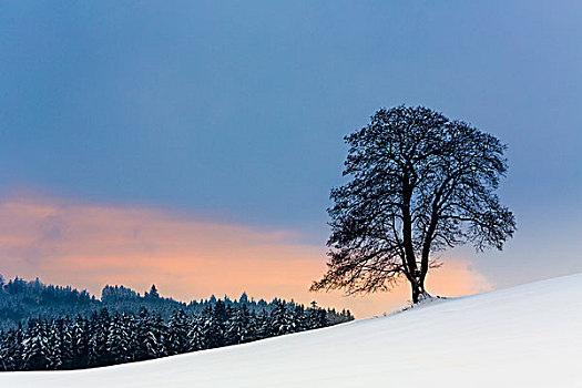 冬天,巴伐利亚,德国,欧洲