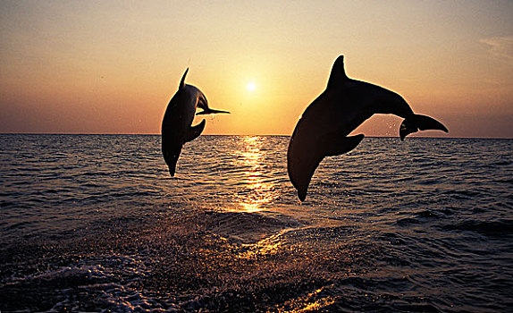 宽吻海豚,成年,跳跃,日落,洪都拉斯