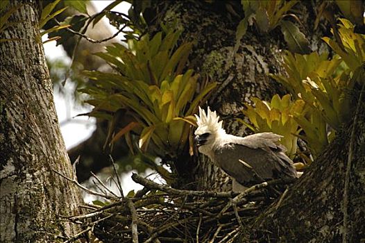 哈比鹰,角雕,五个,老,幼禽,巢穴,树,河,排水,亚马逊雨林,厄瓜多尔