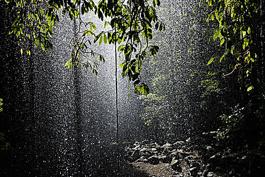 雨林,澳大利亚