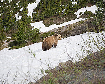 熊,积雪,山,冰河,不列颠哥伦比亚省,加拿大