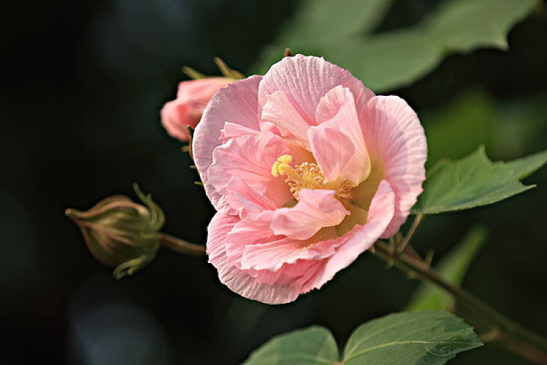 芙蓉花图片_芙蓉花高清图片_全景视觉