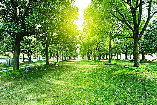 小路,樹,公園