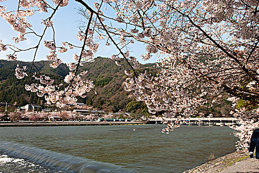 樱花,桥,岚山,京都,日本