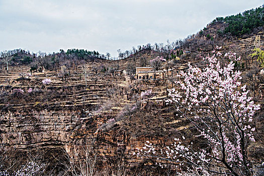 太行山,山村,悬崖,民居,杏花,春天