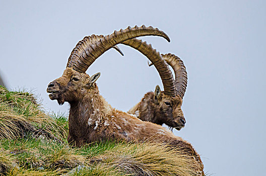 两个,阿尔卑斯野山羊,春天,大帕拉迪索国家公园,阿尔卑斯山,省,都灵,意大利阿尔卑斯山,意大利