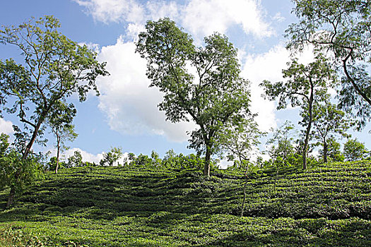 茶,花园,孟加拉,十一月,2008年,产业,低,山,茶园,培育,每年