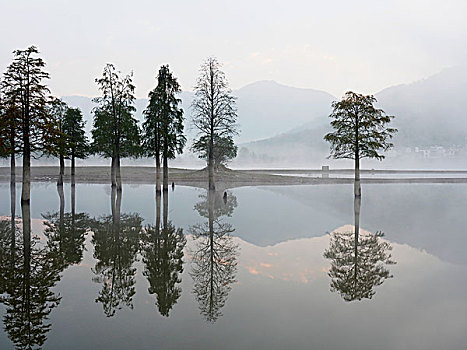湖中一排水彬树