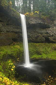 瀑布,树林,南,银色瀑布州立公园,俄勒冈,美国