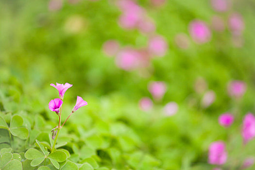 盛开的小粉花