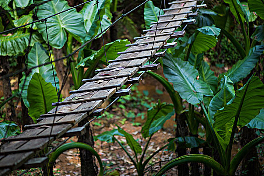 madagascar马达加斯加丛林悬梯木梯