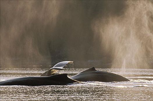 阿拉斯加,通加斯国家森林,驼背鲸,平面