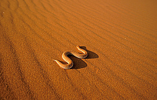 非洲,纳米比亚,纳米布沙漠,沙子,毒蛇