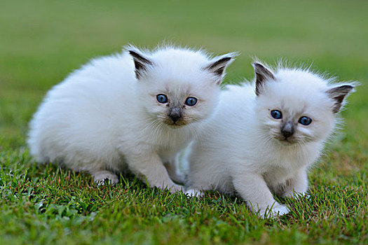 两,伯曼猫小猫,户外,在草
