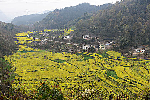 云南罗平县,乡村公路旁,油菜地,徐学哲摄影,尼康,年,月