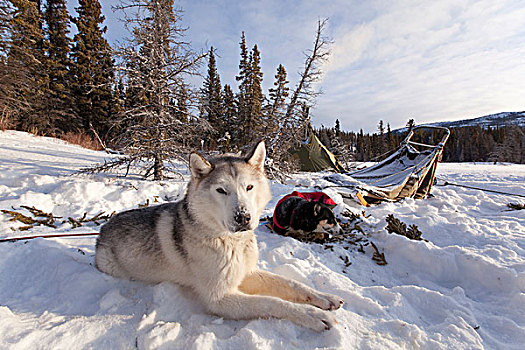 雪橇狗,西伯利亚,哈士奇犬,休息,雪中,狗拉雪橇,露营,圆锥形帐篷,后面,育空地区,加拿大
