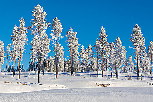 冰冻,树,树林,遮盖,雪,诺尔博滕县,拉普兰,瑞典
