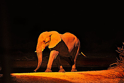 非洲象,水坑,晚上,禁猎区,纳米比亚,非洲