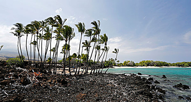 绿洲,海滩,白沙滩,棕榈树,围绕,熔岩原,科纳海岸,夏威夷大岛,夏威夷,美国