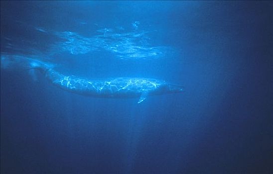蓝鲸,游动,斯里兰卡