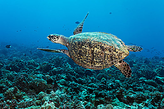 绿海龟,龟类,漂浮,上方,珊瑚礁,太平洋,法属玻利尼西亚,大洋洲