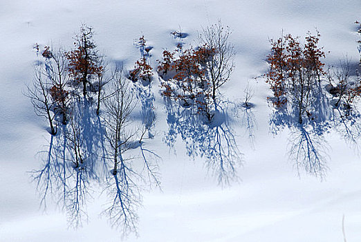 秃树,积雪,风景,落基山脉,美国
