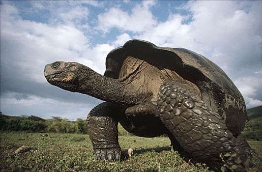 加拉帕戈斯巨龟,加拉帕戈斯象龟,大,下雨,季节,地面,阿尔斯多火山,伊莎贝拉岛,加拉帕戈斯群岛,厄瓜多尔