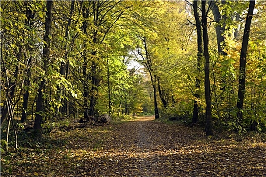 秋季,公园,森林